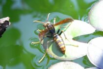 さいたまの蜂の巣駆除・スズメバチ駆除のおすすめ業者3選。11,000円～