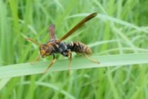 仙台の蜂の巣駆除・スズメバチ駆除のおすすめ業者3選。11,000円～