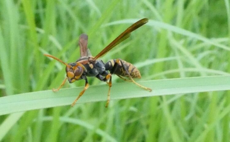 ハチ駆除　仙台