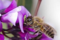 滋賀の蜂の巣駆除・スズメバチ駆除のおすすめ業者3選。11,000円～