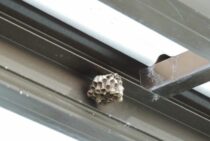 豊橋の蜂の巣駆除・スズメバチ駆除のおすすめ業者3選。11,000円～