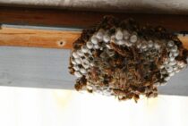 つくばの蜂の巣駆除・スズメバチ駆除のおすすめ業者3選。11,000円～