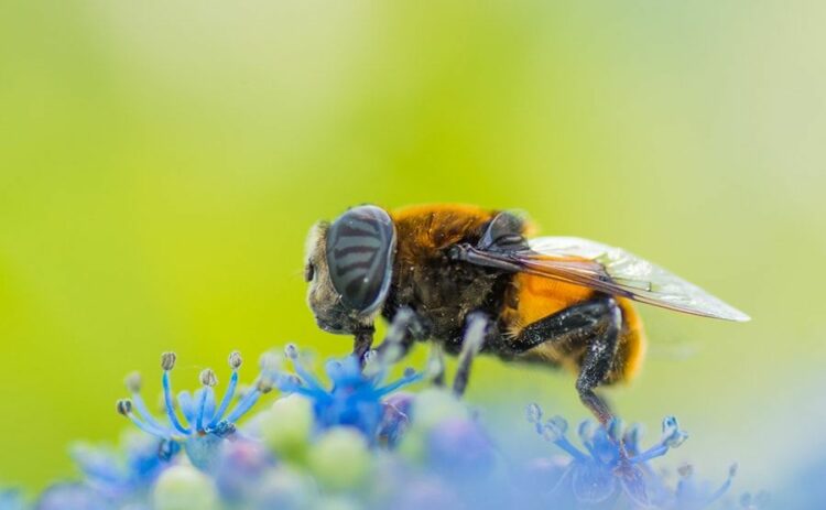 宇都宮の蜂の巣駆除業者おすすめ3選！最安値5,000円～