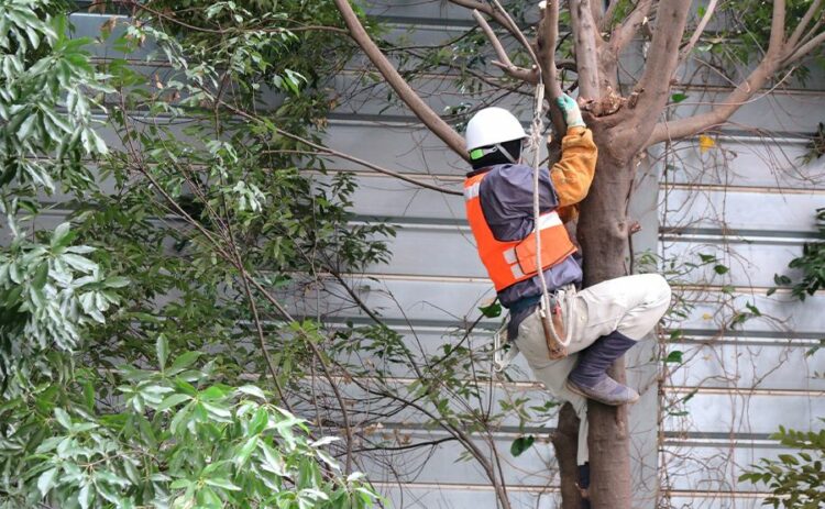 枝下ろしで樹木をコンパクトに仕上げる方法。切り方や注意点を紹介