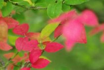 ニシキギは「錦」の名の通り紅葉が鮮やか。秋の庭を華やかにしよう！