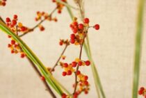 ツルウメモドキを家庭で育てよう！入手方法や剪定方法を徹底解説！