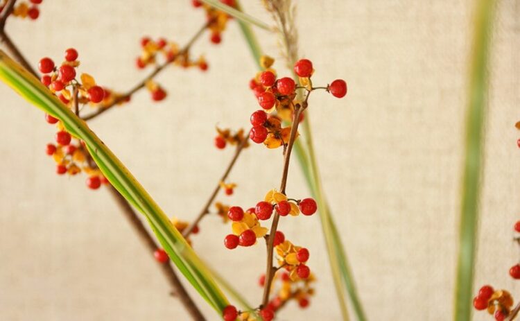 ツルウメモドキを家庭で育てよう！入手方法や剪定方法を徹底解説！