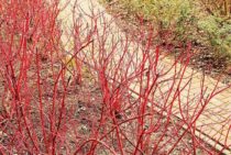 枝の色が変化する！幻想的なサンゴミズキの正しい育て方と楽しみ方