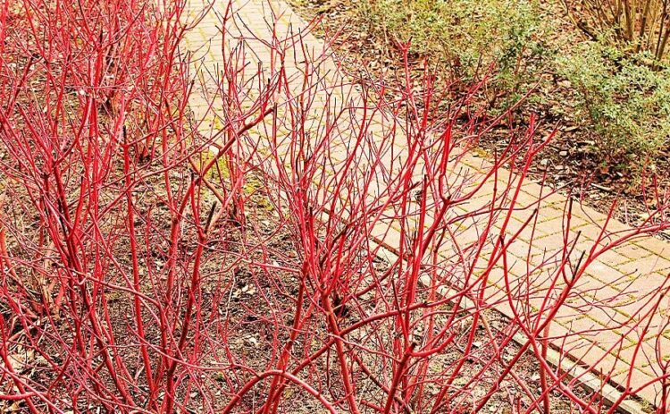 枝の色が変化する！幻想的なサンゴミズキの正しい育て方と楽しみ方