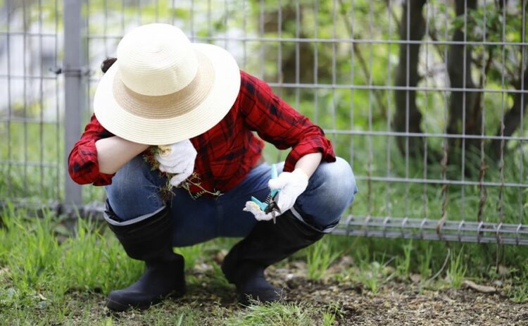メヒシバの駆除方法を紹介！芝生の中に生えた雑草を駆除予防するには