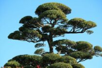 常緑樹の剪定時期は春と秋！それぞれの季節の特徴と注意点を解説