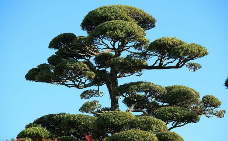 常緑樹の剪定時期は春と秋！それぞれの季節の特徴と注意点を解説