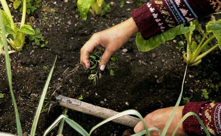 畑の草取りに手間をかけたくない！便利な道具や防草方法を紹介します