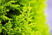 ゴールドクレスト・ウィルマを枯れさせない！正しい環境と手入れ方法