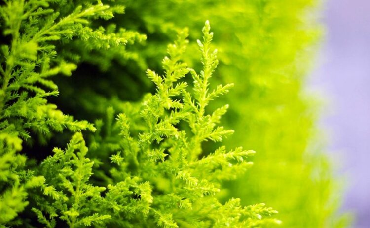 ゴールドクレスト・ウィルマを枯れさせない！正しい環境と手入れ方法