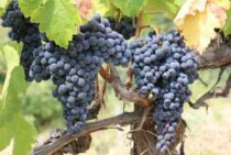 ブドウは剪定すれば美味しくなる！時期にあわせた剪定方法をご紹介