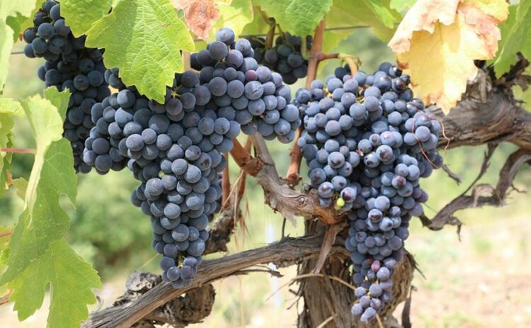 ぶどうの夏の剪定方法！仕立ての種類や方法の紹介と冬の剪定も解説