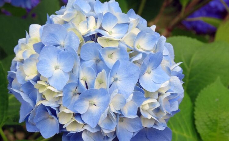 ハイドランジアは初心者向け！正しい育て方できれいな花を見よう！