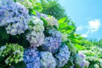アジサイの剪定にはコツがある！剪定に適した時期や方法を詳しく解説