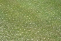 芝生にエアレーションをする道具を紹介！ほかの道具も一緒に揃えよう