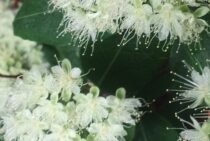 レモンマートルは鑑賞するのも食べるのもあり！栽培の方法をご紹介！