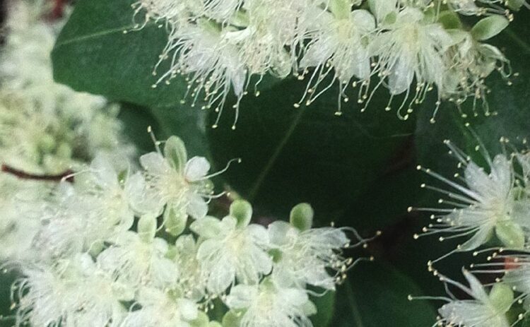 レモンマートルは鑑賞するのも食べるのもあり！栽培の方法をご紹介！