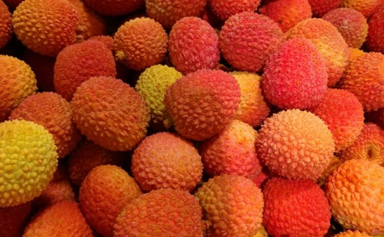 ライチの育て方は温度に注意！楊貴妃も愛した果実を家で収穫するには