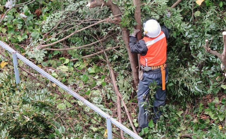 伐採作業は危険がいっぱい！？手順と気をつけるポイントを徹底解説します！