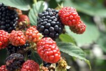 マルベリーの育て方とは？植え付けや剪定の方法などまるっとご紹介！