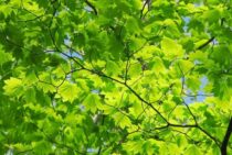 ネグンドカエデは丈夫で初心者向け！育てて庭をはなやかにしよう！