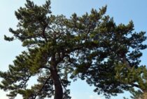 松の木の伐採費用と安く抑える方法を徹底解説！自分でできる方法も