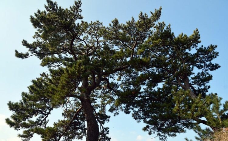 松の木の伐採費用と安く抑える方法を徹底解説！自分でできる方法も