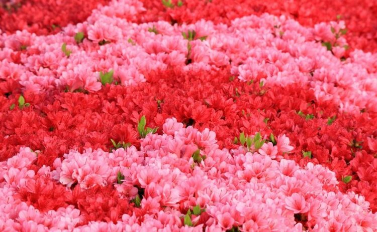 色鮮やかなクルメツツジの育て方まとめ！剪定方法や特徴までご紹介