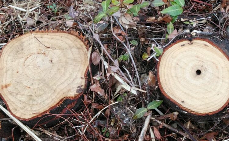 抜根のDIYは根気さえあればできる！？手間はかかるけど方法は単純