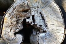 腐った木(朽木)は早めの処分が大事！シロアリを呼び込まないために