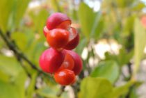 生垣にマサキを使って華やかに！生垣の作り方やマサキの種類を紹介！