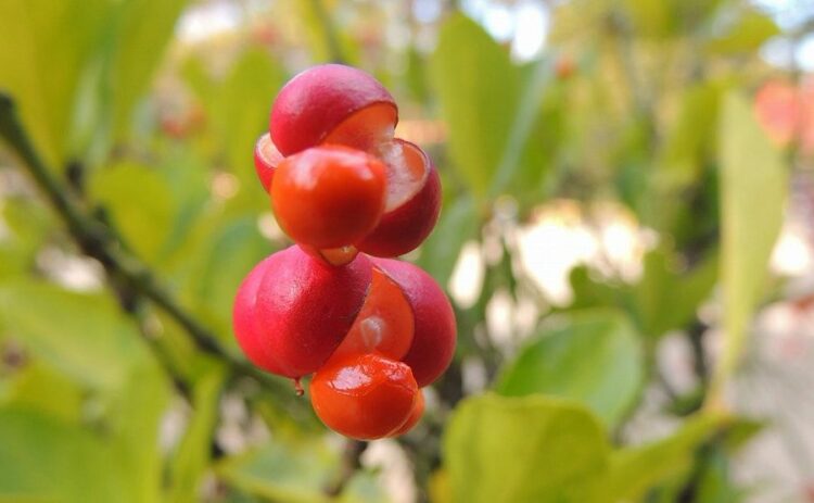 生垣にマサキを使って華やかに！生垣の作り方やマサキの種類を紹介！