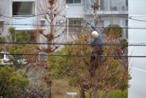 高木剪定をあきらめないで！剪定の方法やメリットの紹介！
