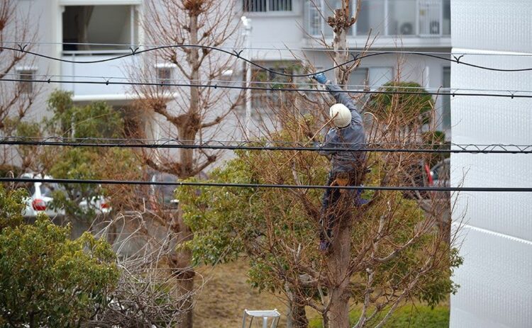 高木剪定をあきらめないで！剪定の方法やメリットの紹介！