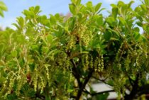 ウバメガシで生垣をつくろう！作り方や手入れの方法をご紹介！