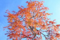 しだれもみじを剪定しよう！きれいな紅葉を維持するコツをご紹介！