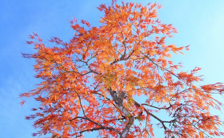 しだれもみじを剪定しよう！きれいな紅葉を維持するコツをご紹介！