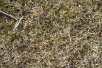 枯れた芝生は手入れ次第で再生する？原因を知ってきれいな芝生を復活