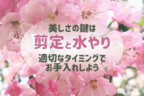 ハナカイドウの剪定は花付きに影響する！時期に合わせた適切な方法を