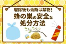 蜂の巣を落とした後にすべきことは2つ！巣の処分と蜂の再来予防