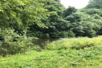 ホソアシナガバチ属には注意が必要！被害にあう前に駆除をしよう！