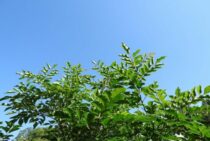 シマトネリコは蜂を引き寄せる！定期的なチェックで巣の早期発見を！