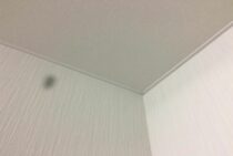 突然ゴキブリが壁にいた！効果的な捕まえ方と暴れさせないためのコツ