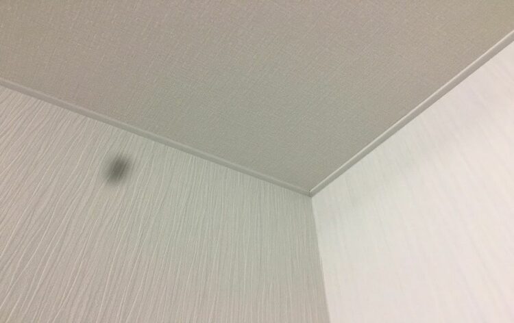 突然ゴキブリが壁にいた！効果的な駆除方法と考えられる巣の場所とは