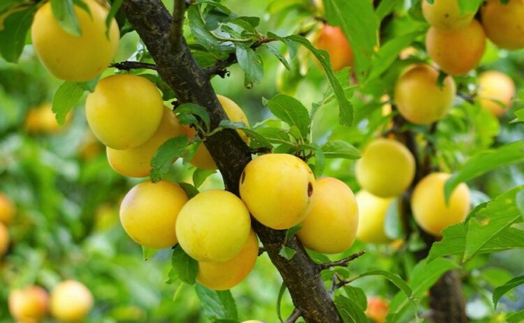 整枝で果物をたくさん実らせよう！果樹ごとの整枝について解説！